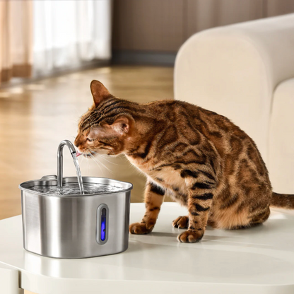 Schütze deinen Vierbeiner vor Dehydration und Nierenproblemen mit Pfotenquelle