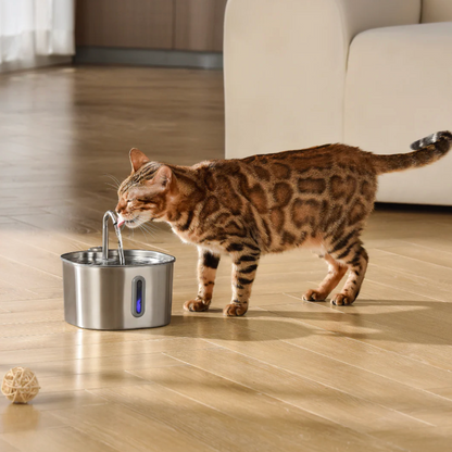 Schütze deinen Vierbeiner vor Dehydration und Nierenproblemen mit Pfotenquelle